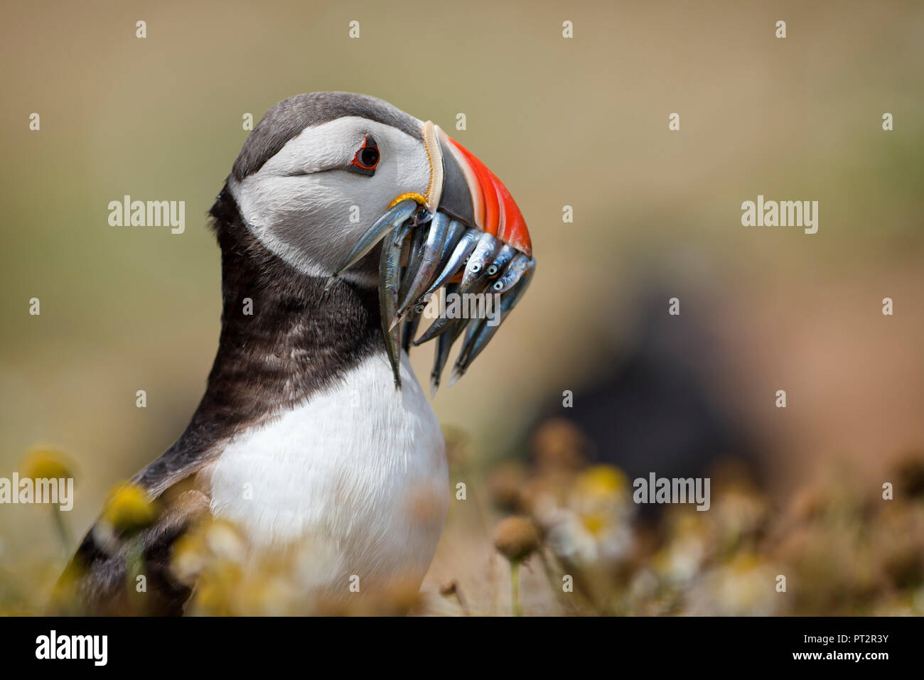 Nel Regno Unito, in Galles, ritratto di Atlantic puffin con la preda Foto Stock