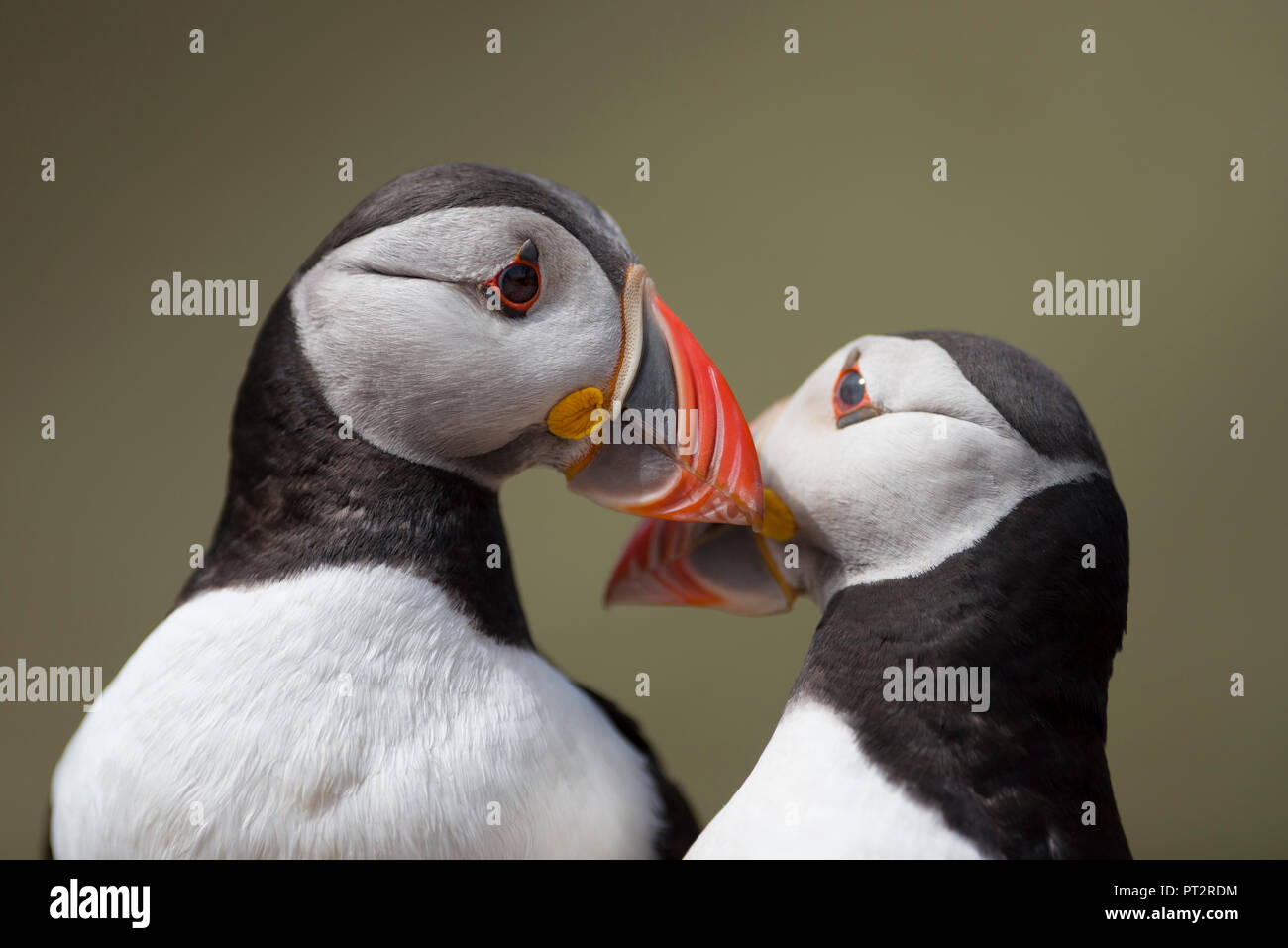 Nel Regno Unito, in Galles, due Atlantic pulcinelle di mare Foto Stock
