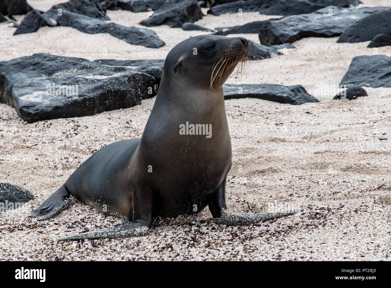 In via di estinzione le Galapagos pelliccia sigillo (arctocephalus galapagoensis)sulla spiaggia ciottolosa Foto Stock