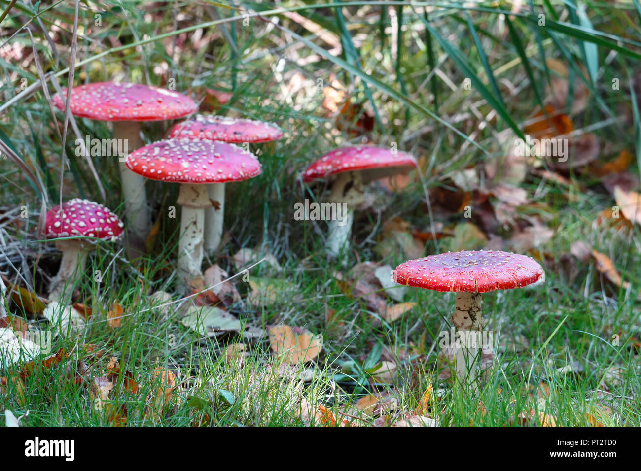 Rosso fungo Amanita a Vancouver BC Canada. Foto Stock