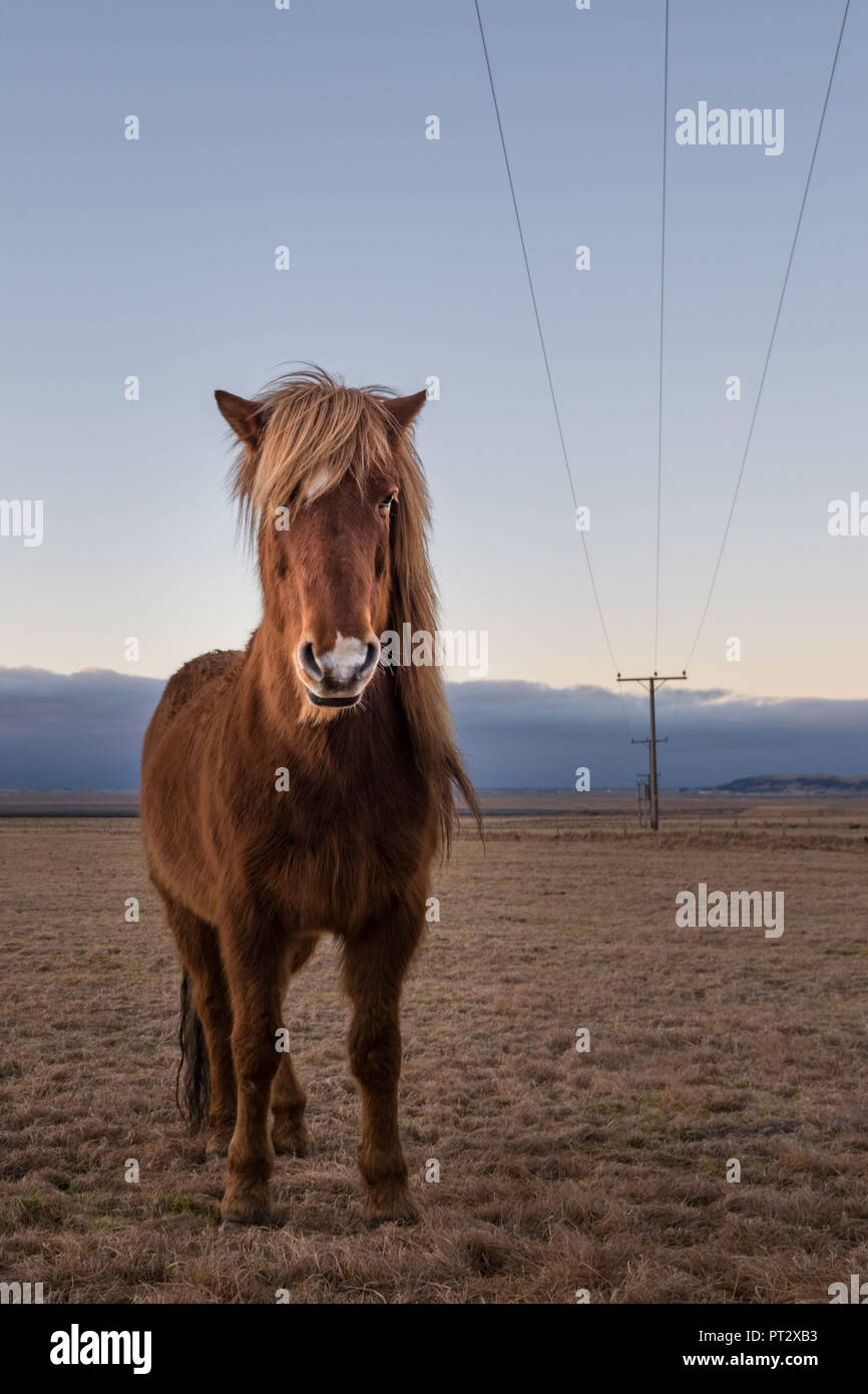 Cavallo islandese, fotografato in Islanda in autunno Foto Stock