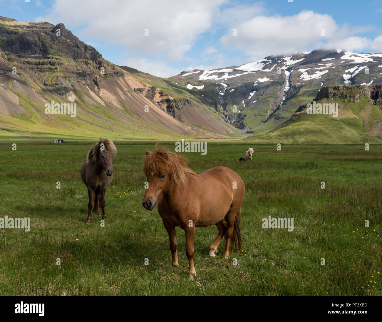 Cavalli islandesi, fotografato in Islanda in estate Foto Stock