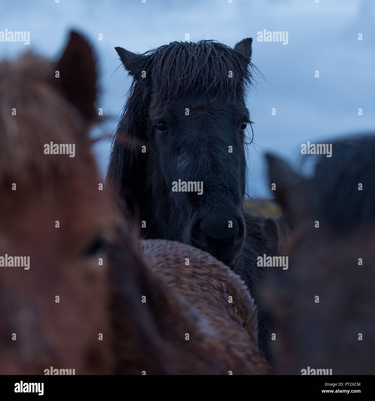 Cavalli islandesi, fotografato in Islanda sotto la pioggia Foto Stock