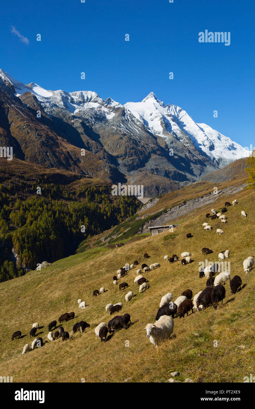 Austria, Carinzia e Grossglockner alta Alpine road, prato di montagna, pecore Foto Stock