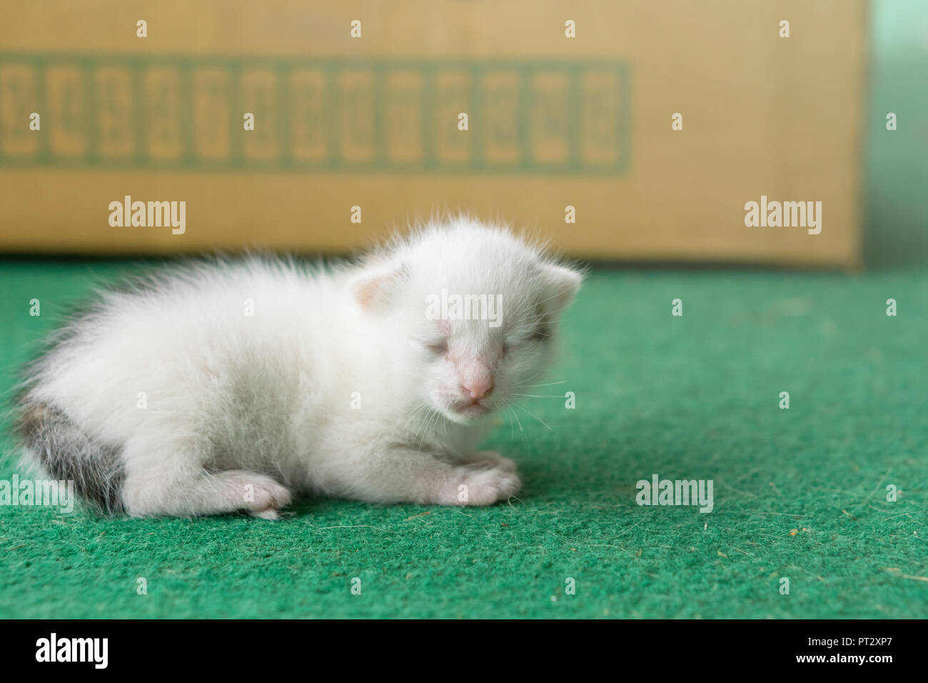 Neonato di bianco e grigio gattino su un tappeto verde. White cat neonato. Foto Stock
