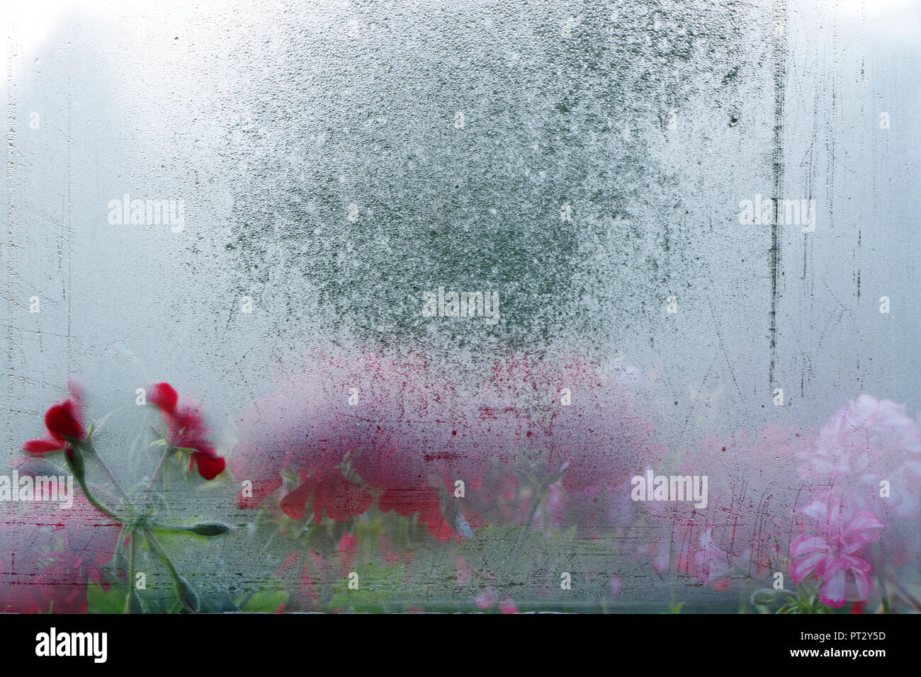 Fiori d'estate, al di fuori della messa a fuoco Foto Stock