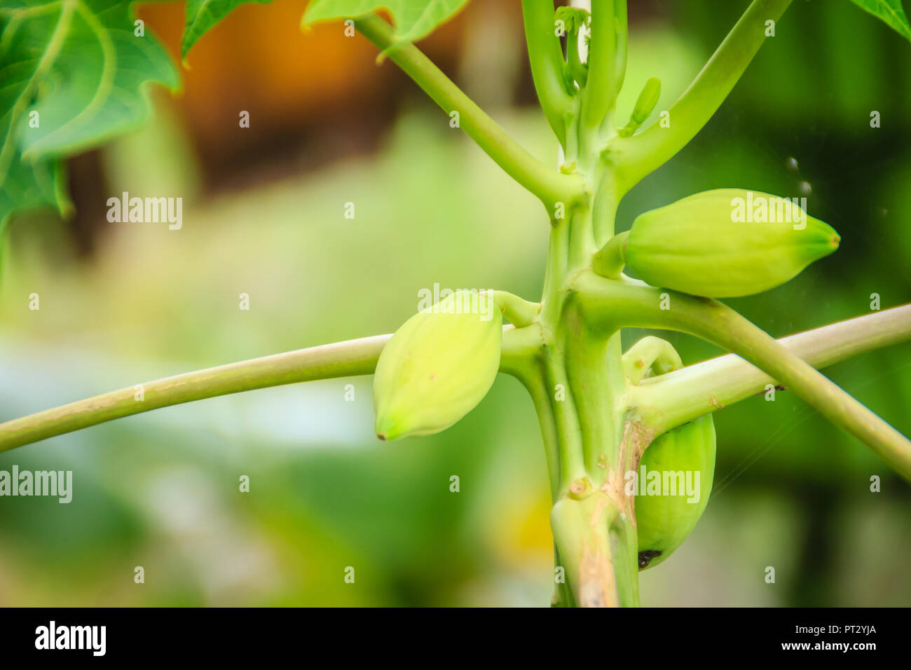 La papaia nana a causa della mancanza di fertilizzante e malate. La papaia piantagione e di bassa produttività concetto. Foto Stock