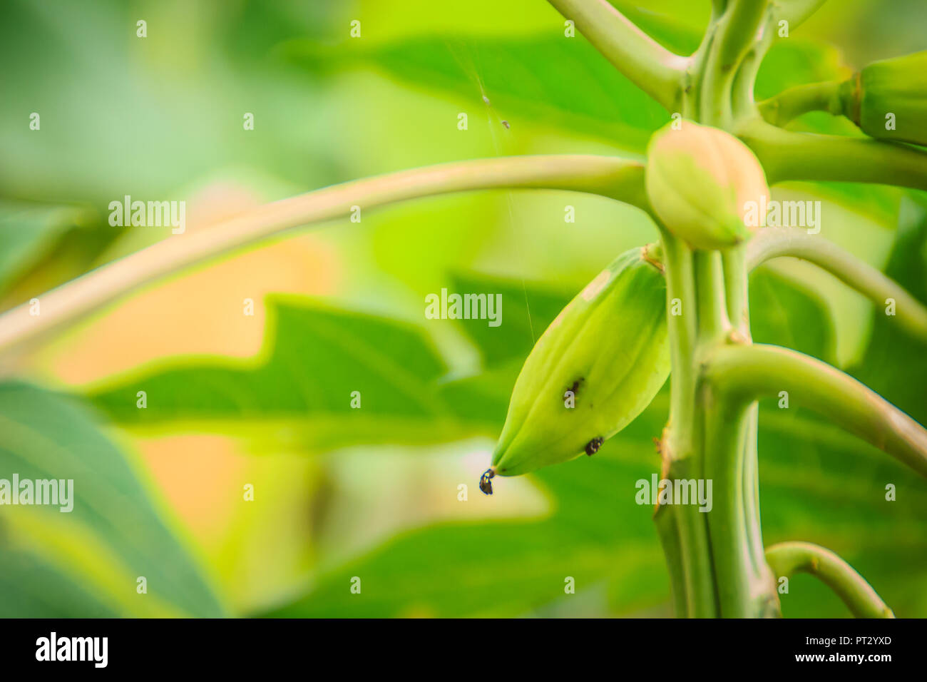 La papaia nana a causa della mancanza di fertilizzante e malate. La papaia piantagione e di bassa produttività concetto. Foto Stock