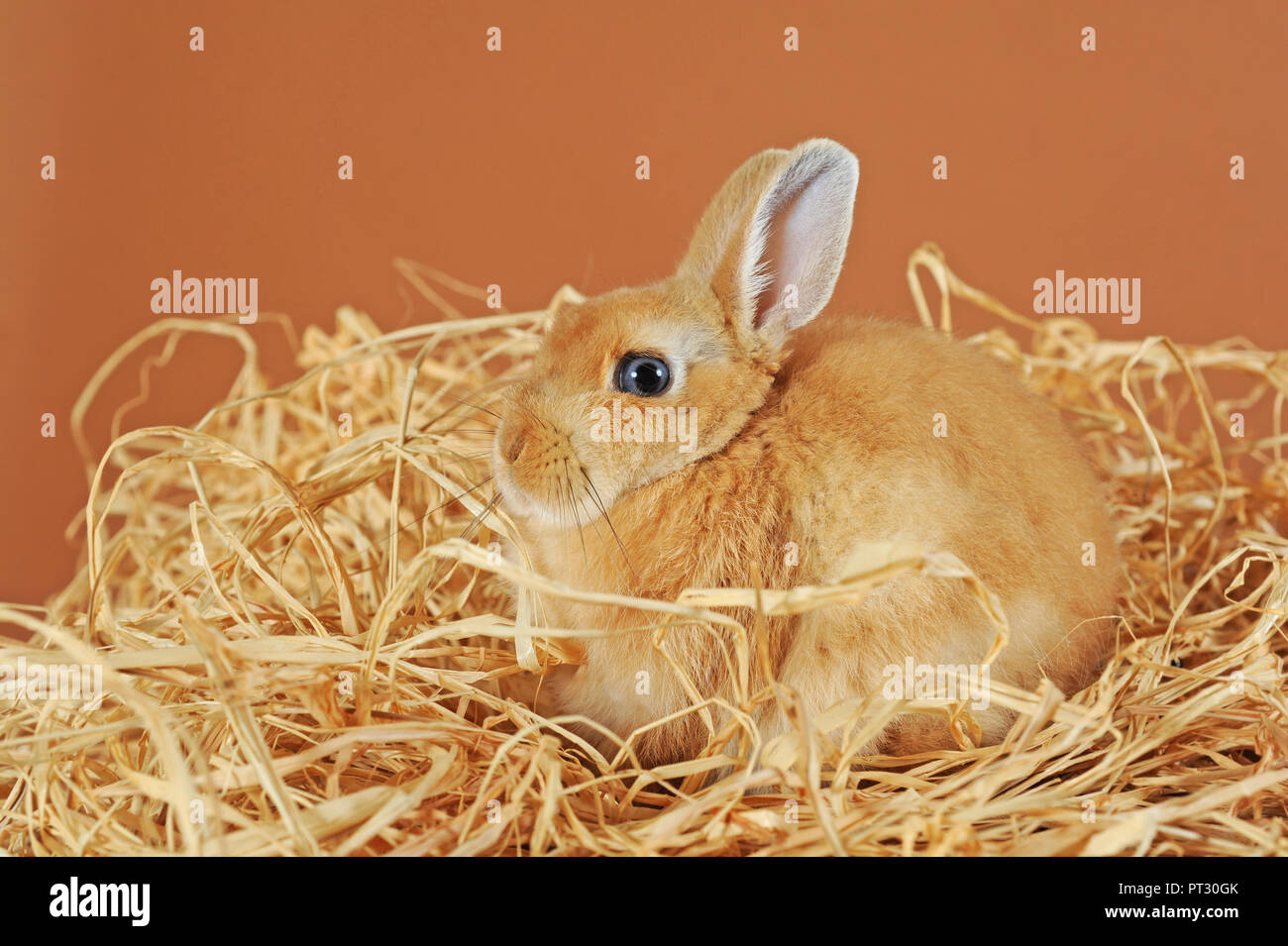 Coniglio nano marrone, giovane animale in paglia, Austria Foto Stock