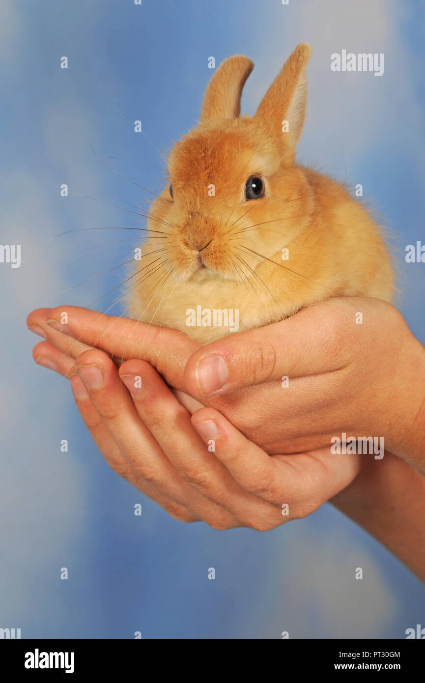 Coniglio nano marrone, giovane animale si siede in mani, Austria Foto Stock