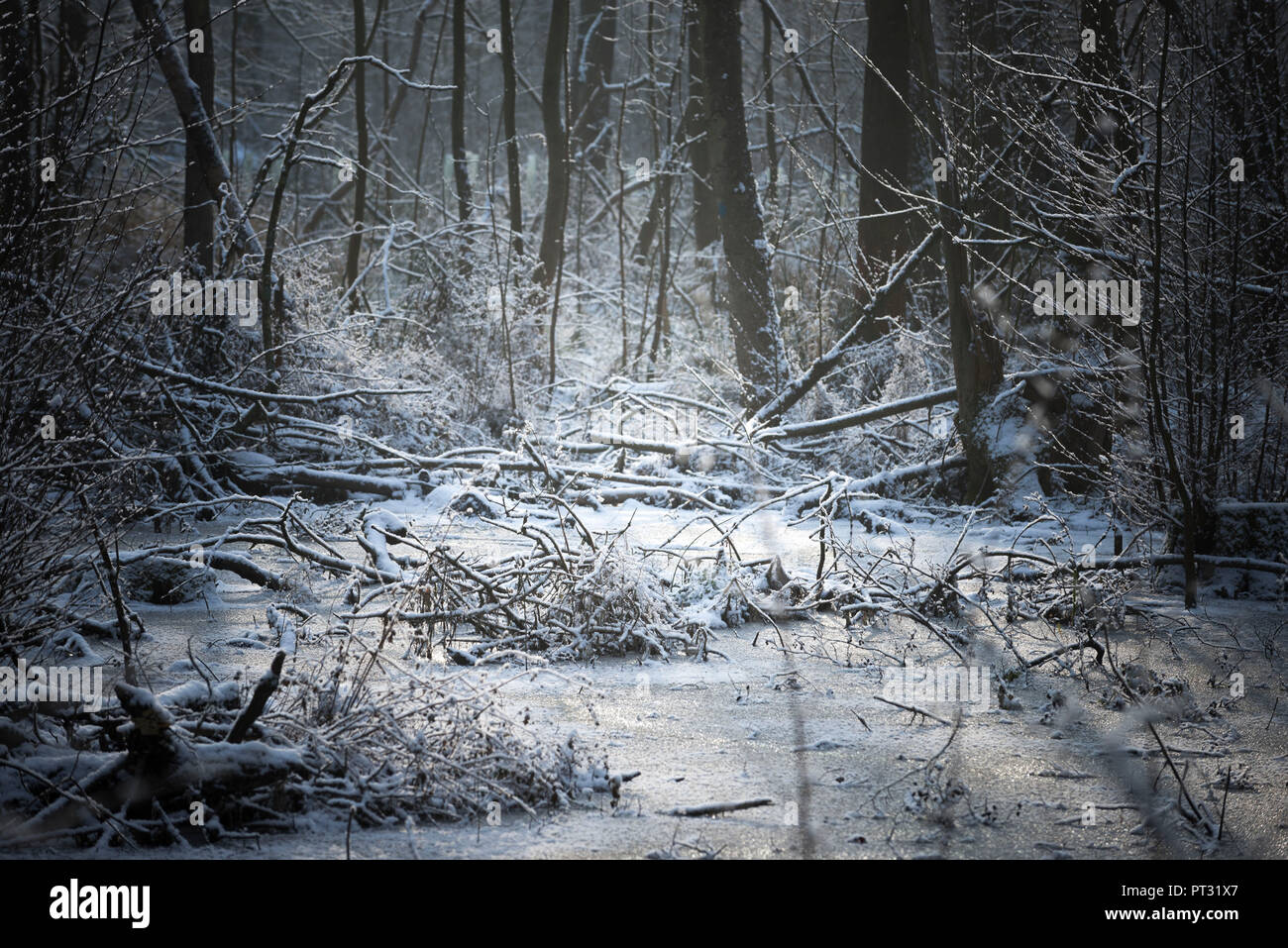 Germania, Baden-Württemberg, Weingarten, Weingartener Moor (BOG), inverno Foto Stock