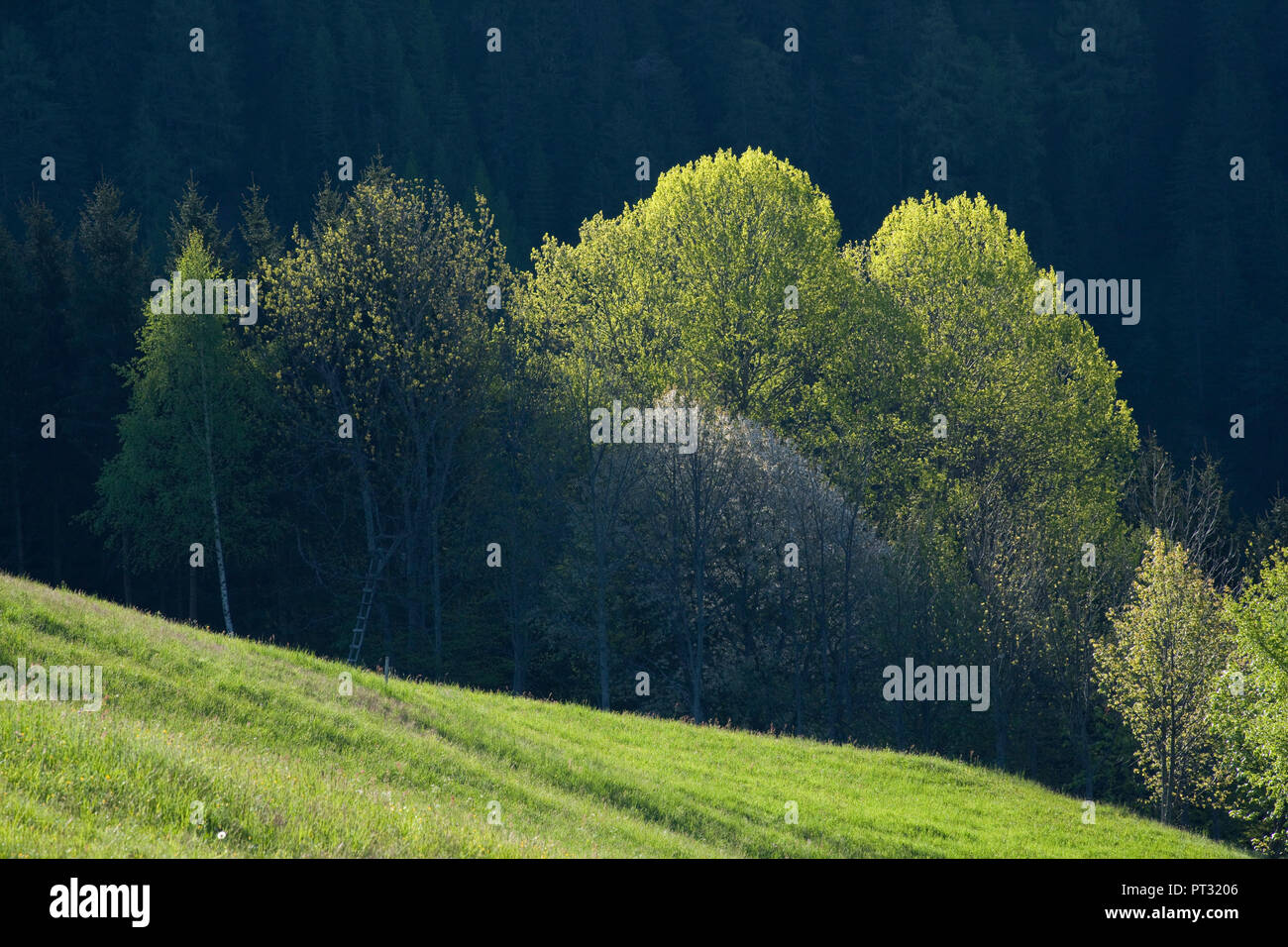 Primavera, prati a Bannberg, Dolomiti di Lienz, Tirolo orientale, Austria Foto Stock