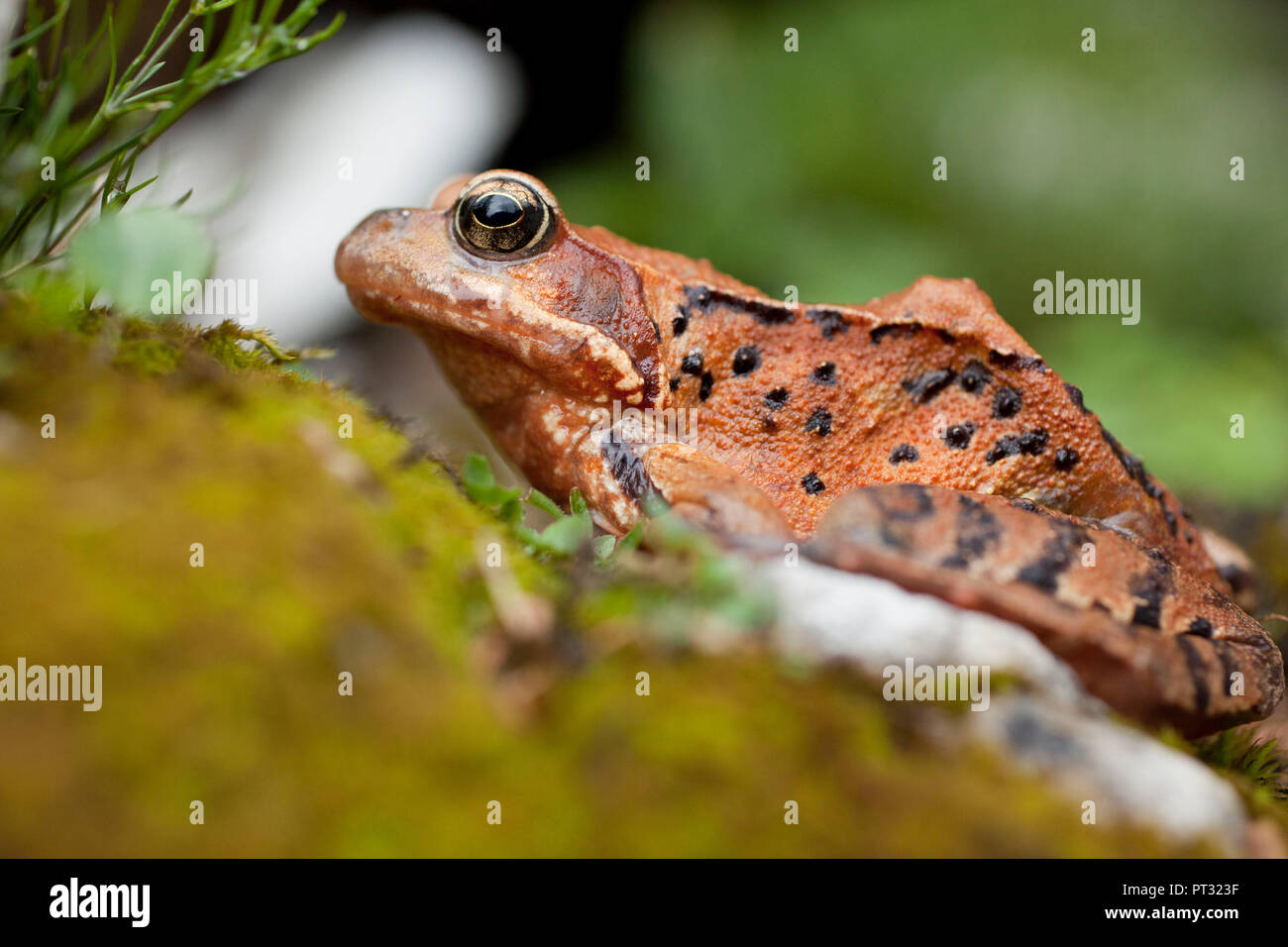 Rana di erba in Kalkalpen National Park, Austria superiore, Austria Foto Stock