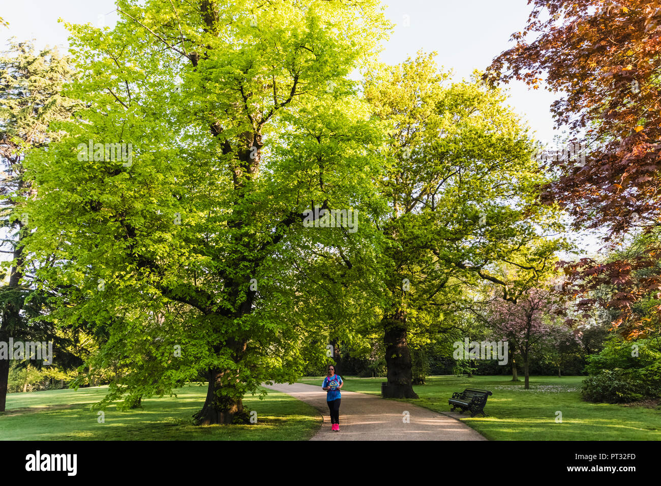 Inghilterra, Londra, Greenwhich, Greenwhich Park, alberi e sentiero Foto Stock