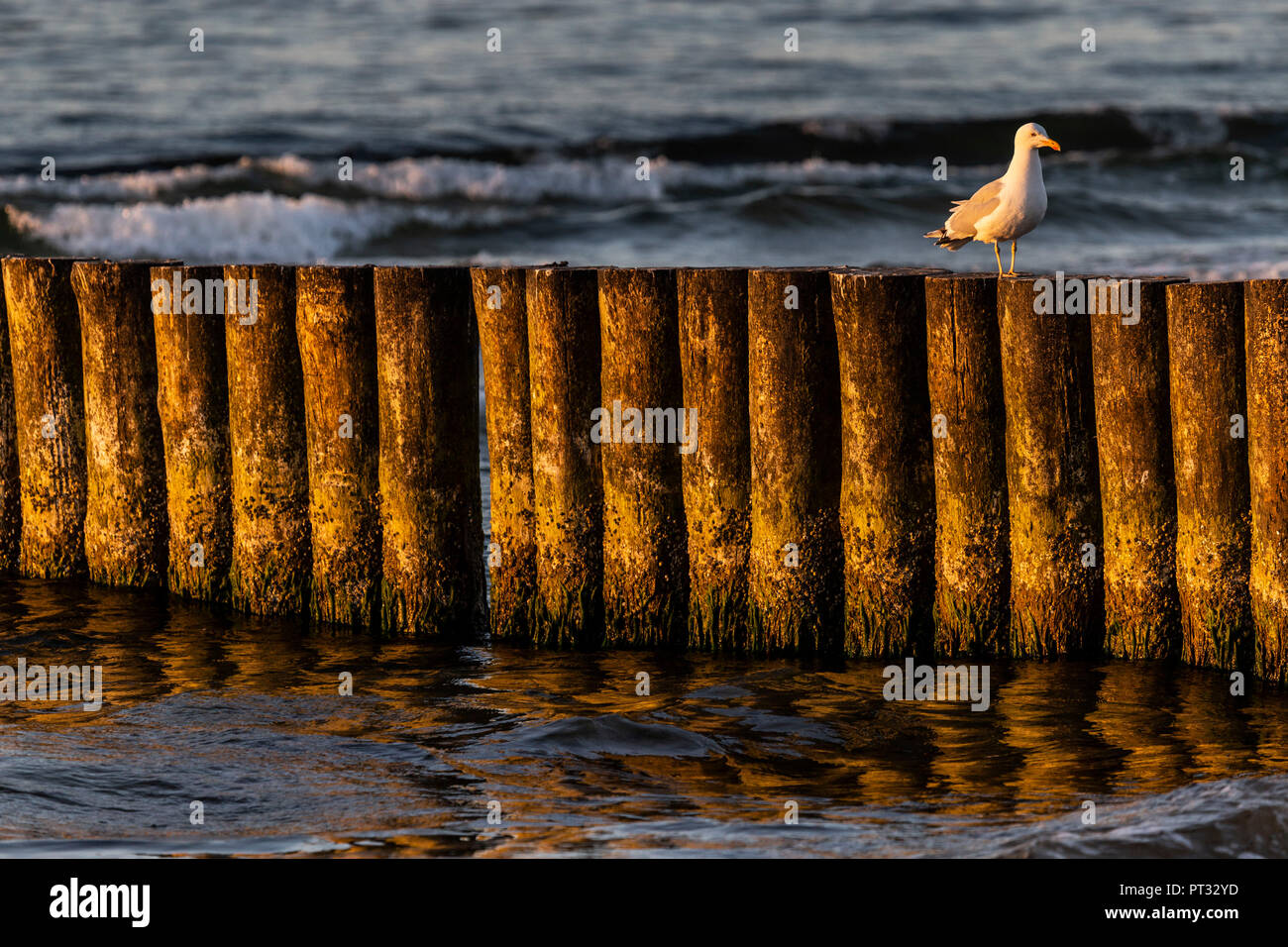 Europa, Polonia, West Pomerania voivodato, Kolobrzeg / Kolberg, spiaggia Foto Stock