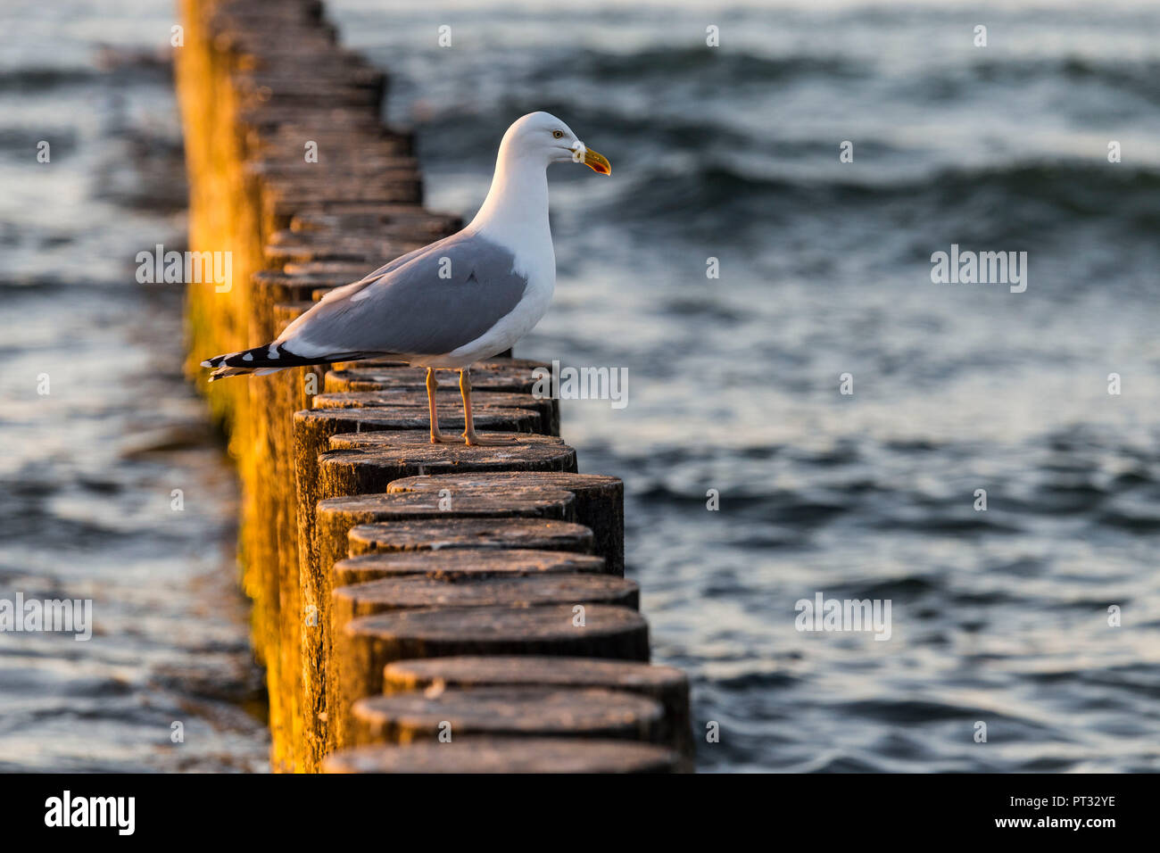 Europa, Polonia, West Pomerania voivodato, Kolobrzeg / Kolberg, spiaggia Foto Stock