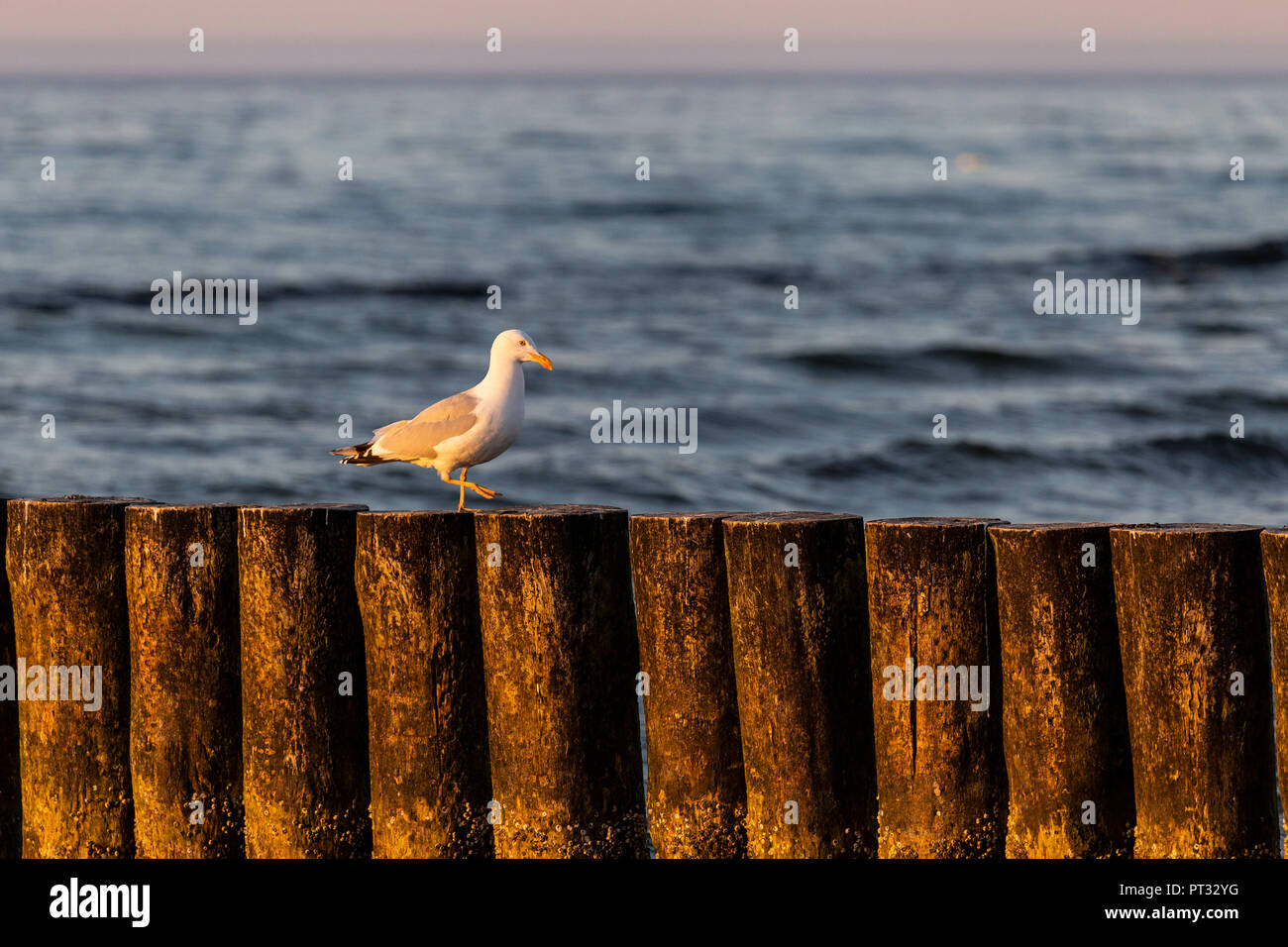 Europa, Polonia, West Pomerania voivodato, Kolobrzeg / Kolberg, spiaggia Foto Stock