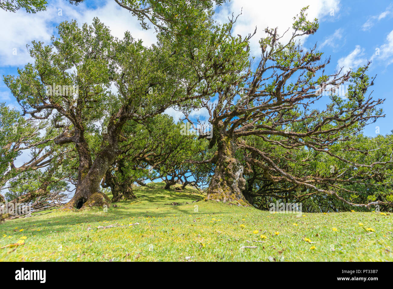 Albero di alloro in la Laurisilva, Sito Patrimonio Mondiale dell'UNESCO, Fanal, Porto Moniz comune, regione di Madera, Portogallo, Foto Stock