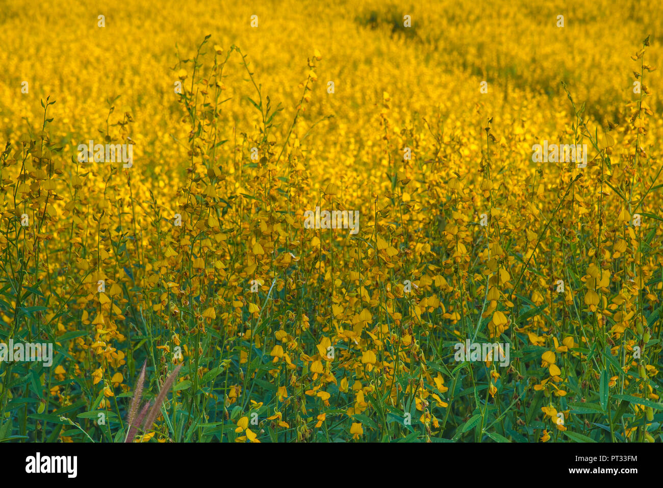 Bella e rigogliosa Sunn canapa piantagione di fiori Foto Stock