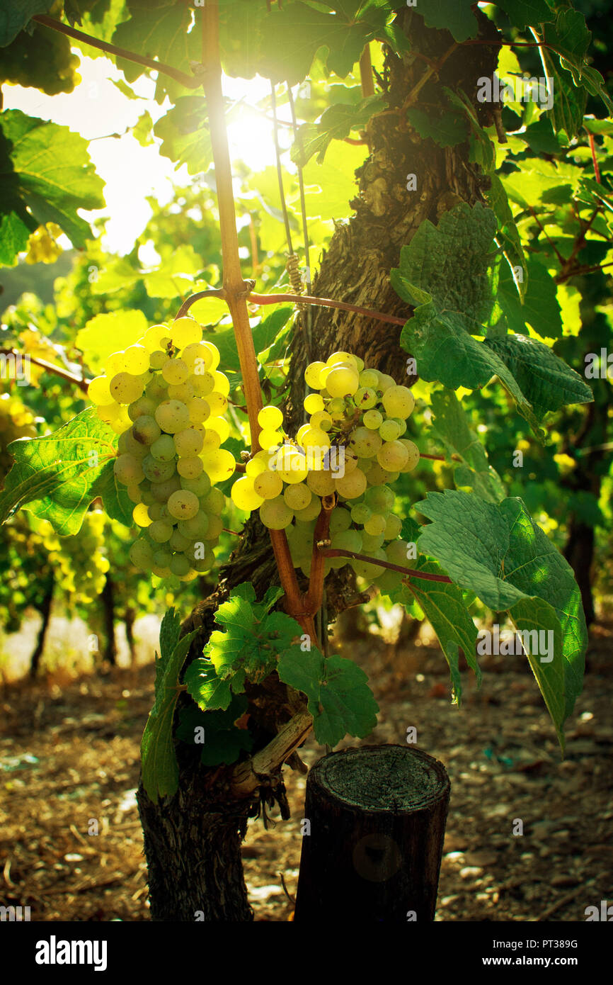 Mature, la soleggiata uva sulla vite. Foto Stock