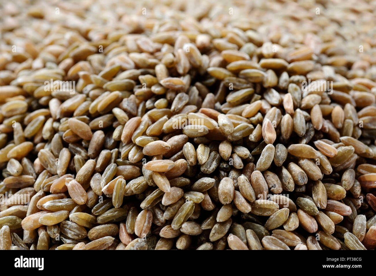 Il farro verde, cereali Foto Stock