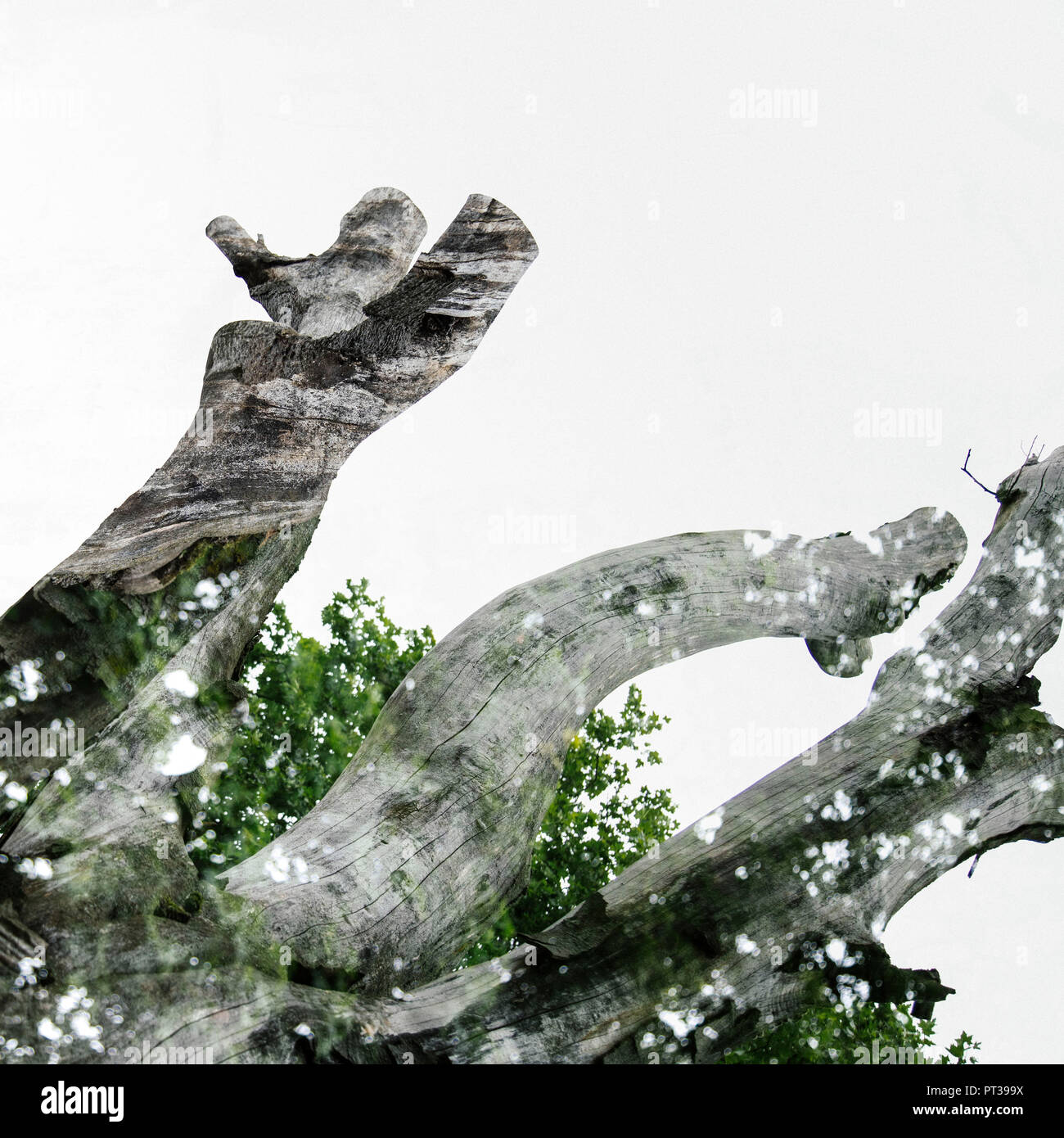Doppia esposizione di un albero morto con un sano faggio Foto Stock