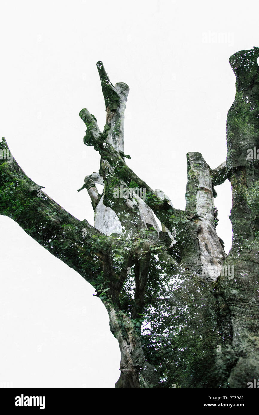 Doppia esposizione di un albero morto con un sano faggio Foto Stock