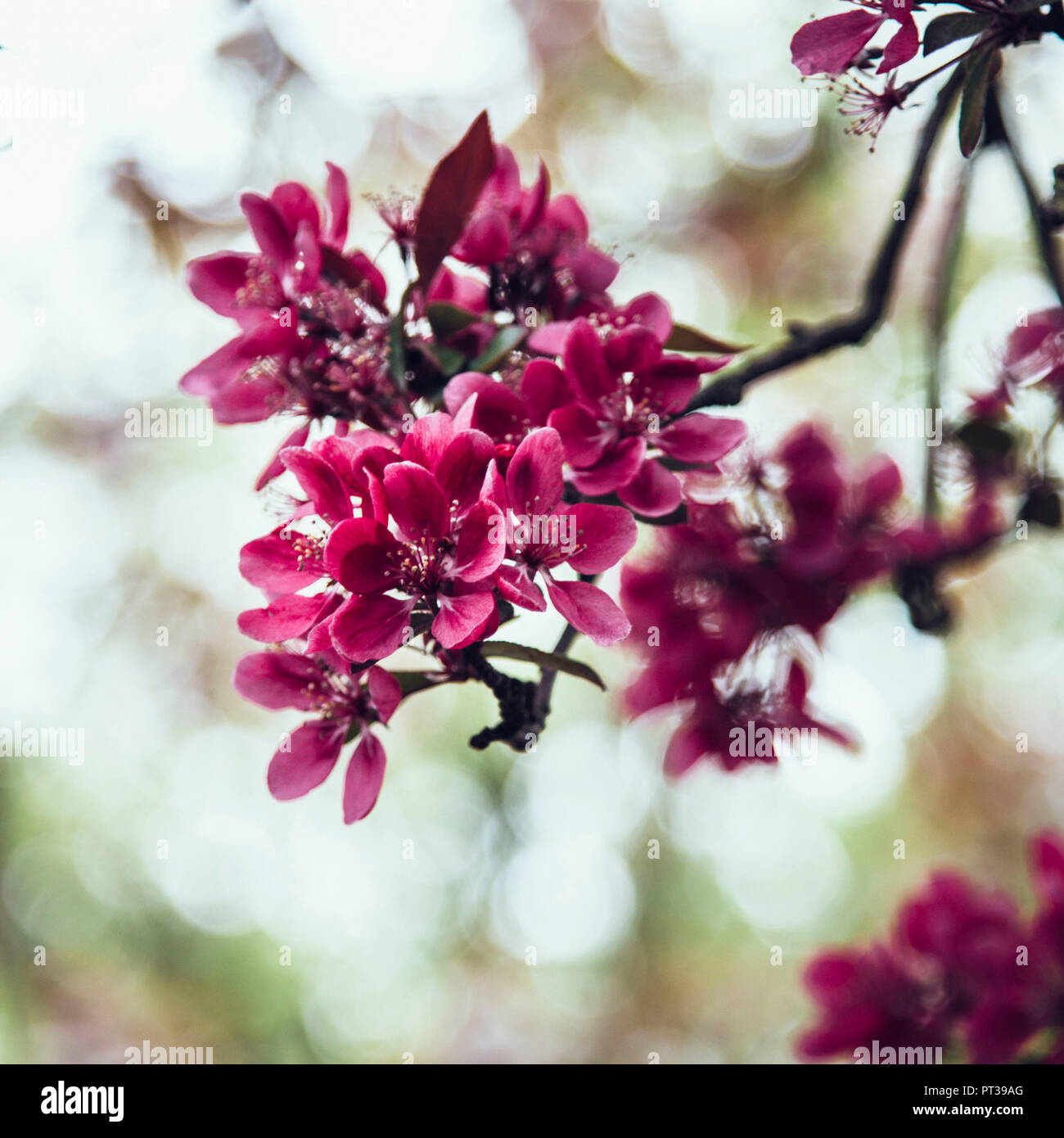 Melo e ciliegio in piena fioritura, crabapple, Malus "royalty" Foto Stock