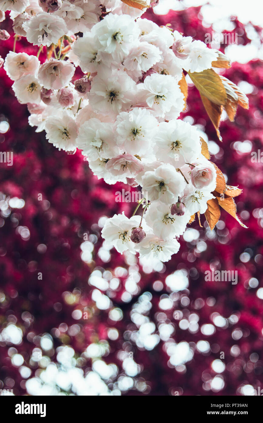 Melo e ciliegio in fiore Foto Stock