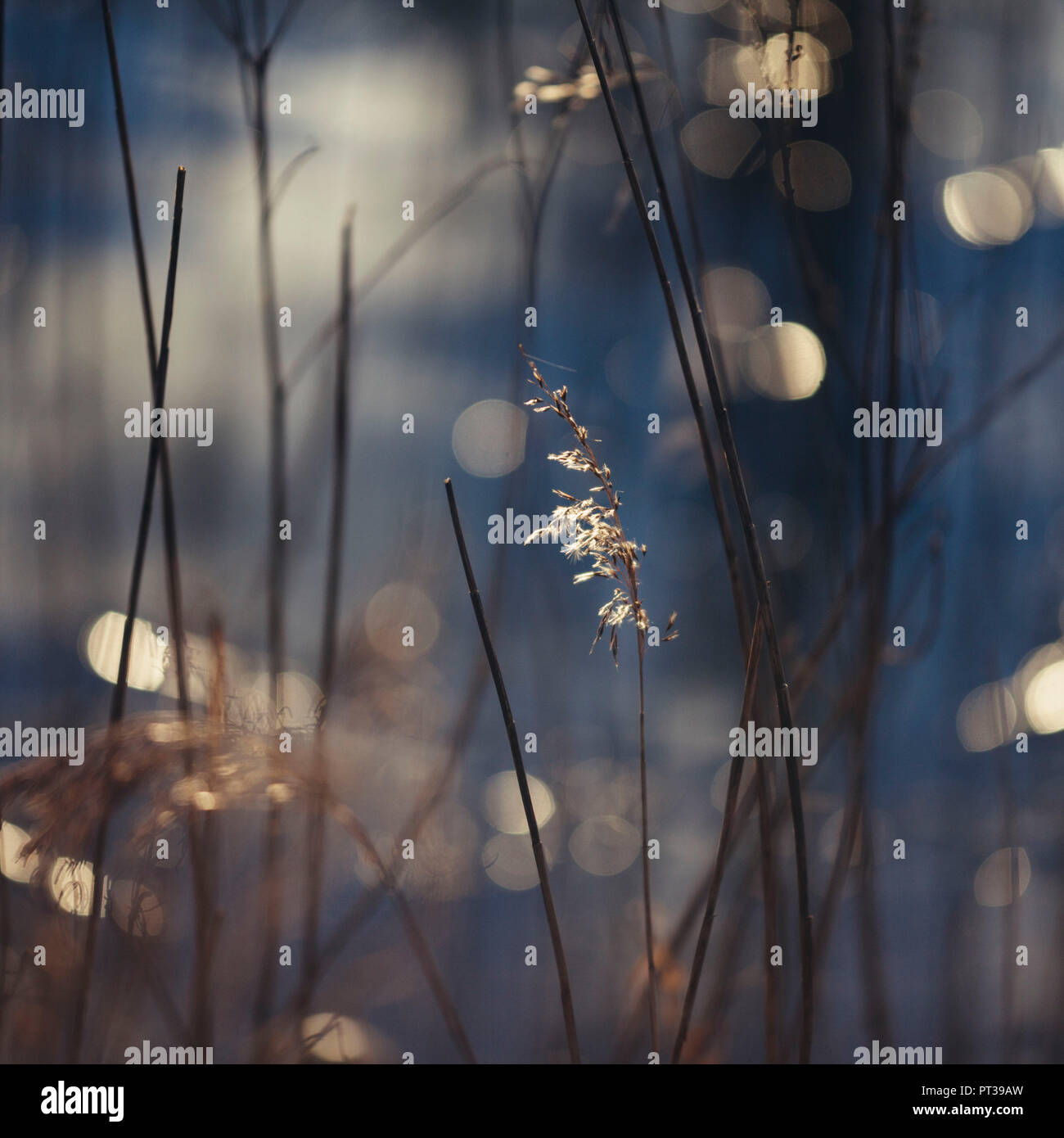 Reed scintillante nel sole di sera al serbatoio Obersee a Bielefeld Foto Stock