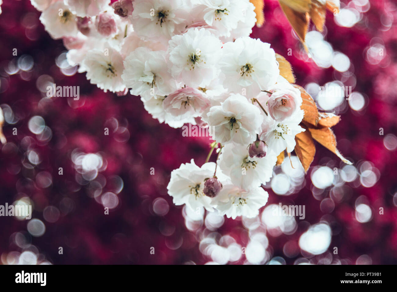 Crabapple tree in piena fioritura, Malus "royalty" Foto Stock