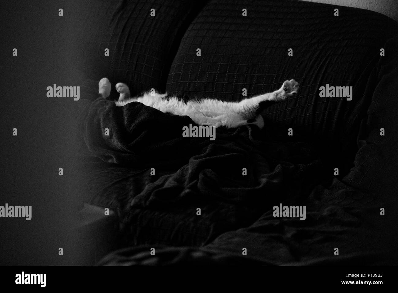 Gatto maschio rilassante sul divano Foto Stock