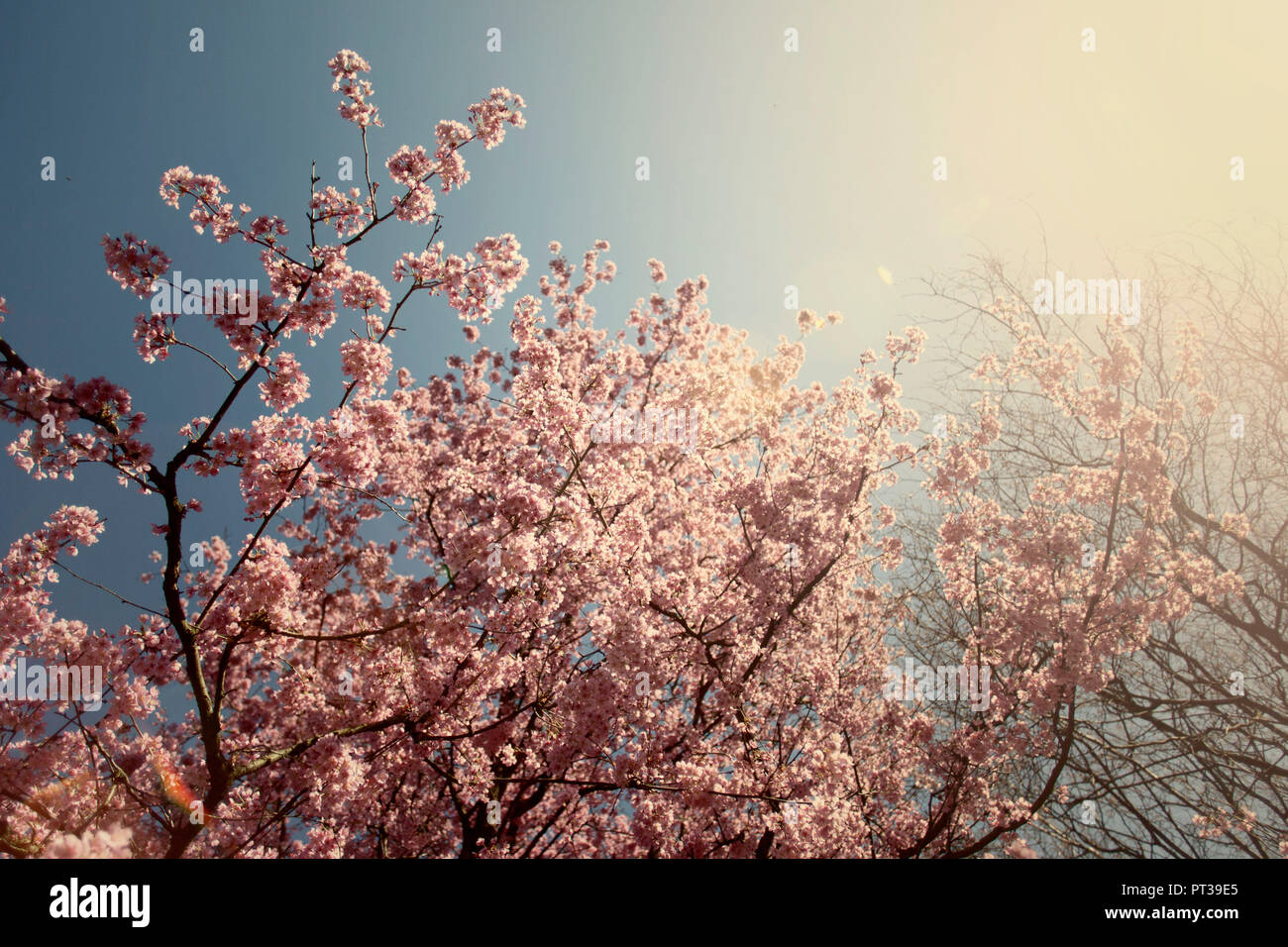La primavera, ciliegio in piena fioritura sotto il sole Foto Stock