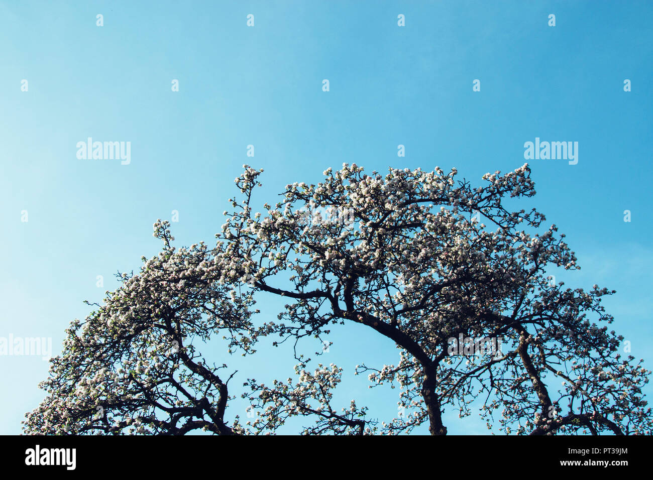 Melo in piena fioritura in primavera, cielo blu in background Foto Stock