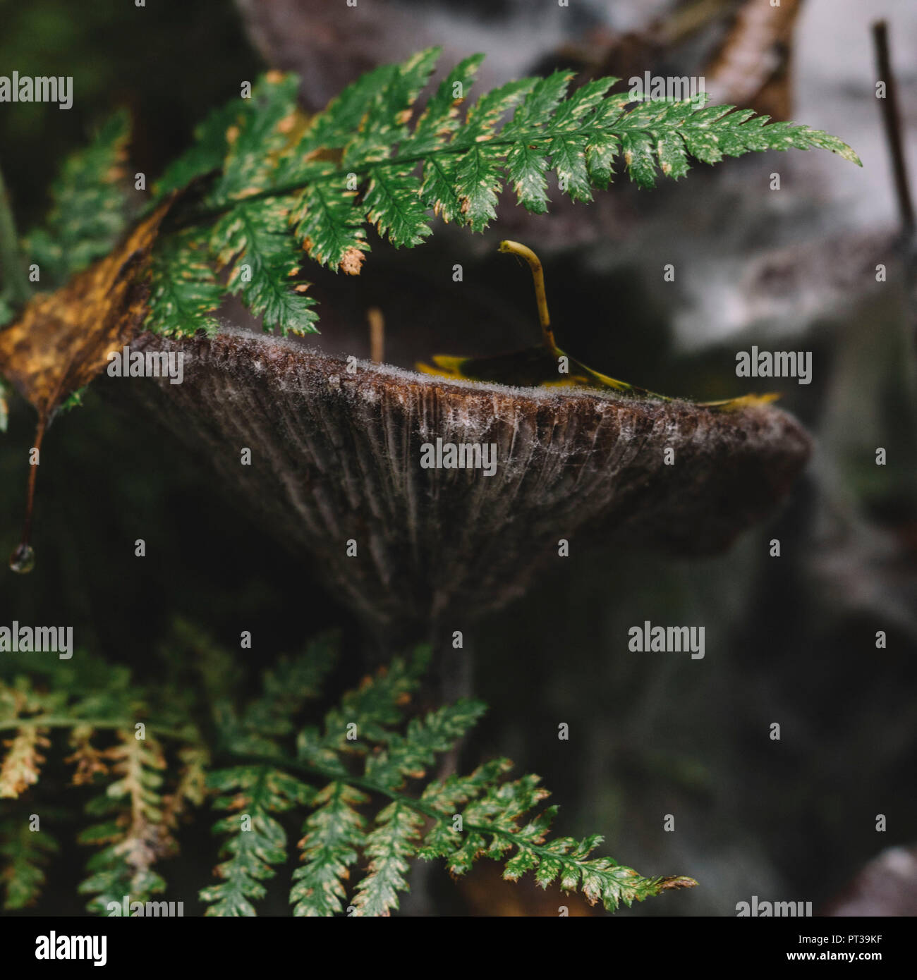 Foresta Turingia in autunno Foto Stock