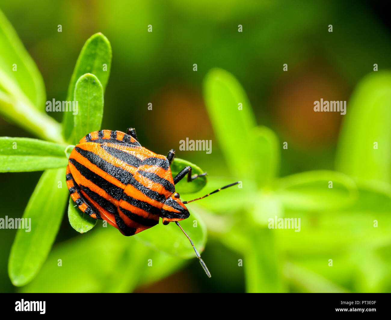 Striping italiano-bug / menestrello bug / Harlequin bug (Graphosoma lineatum / Graphosoma italicum) - Umbria, Italia Foto Stock