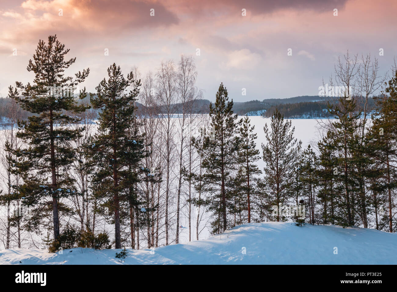 Alberi di pino su un lago di costa. Rurali paesaggio invernale, Finlandia Foto Stock