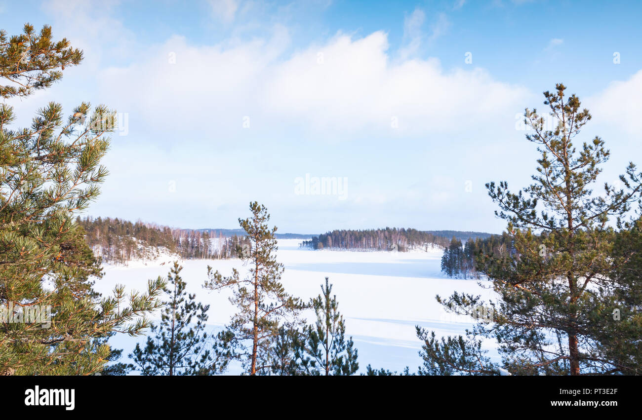 Alberi di pino sul Lago Saimaa costa. Rurali paesaggio invernale, Finlandia Foto Stock