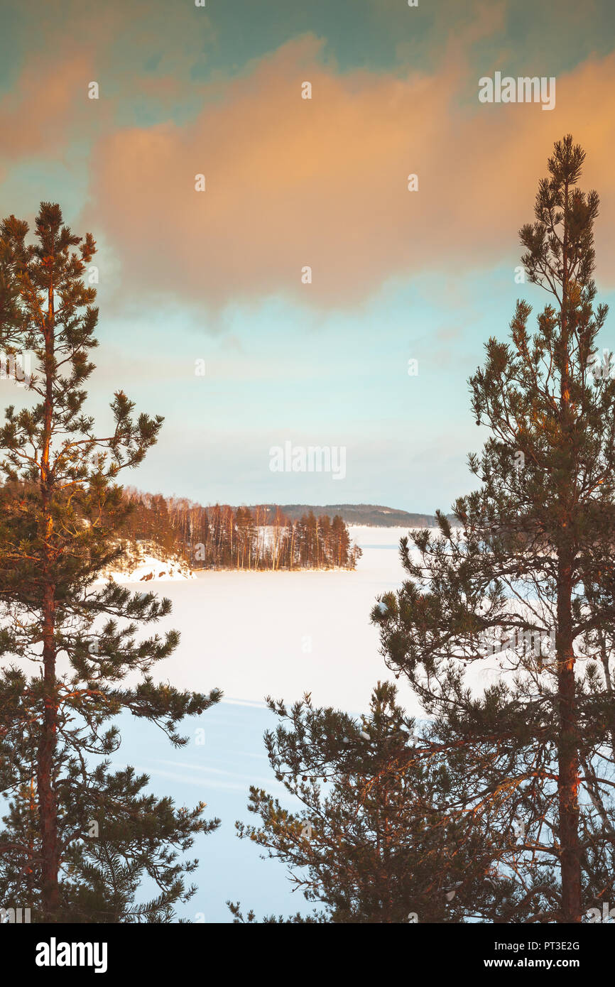 Alberi di pino su un lago di costa. Rurali paesaggio invernale, Finlandia. Vintage la correzione delle tonalità, vecchio stile di effetto del filtro Foto Stock