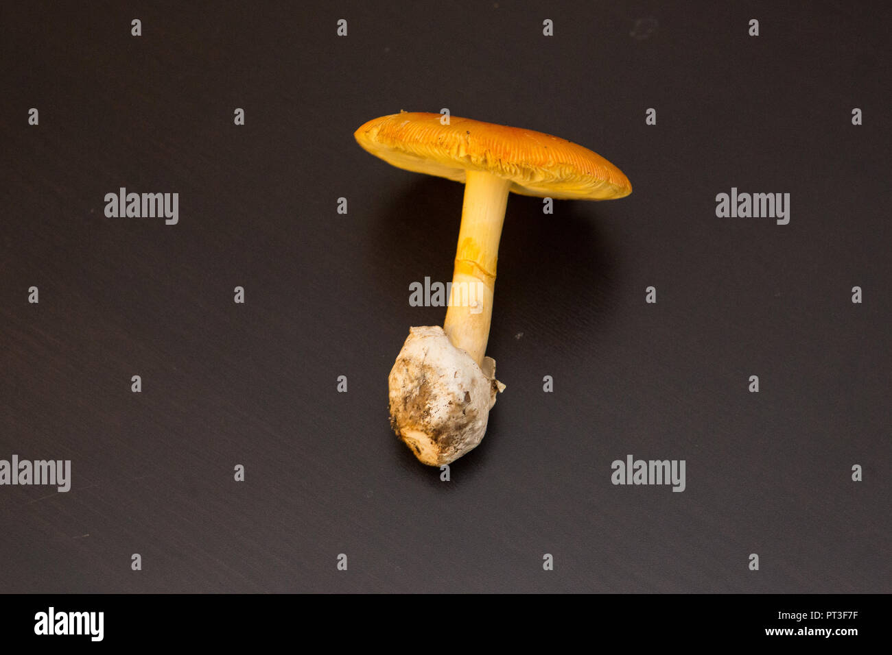 La regina dei funghi: cresciuti Amanita cesarea Foto Stock