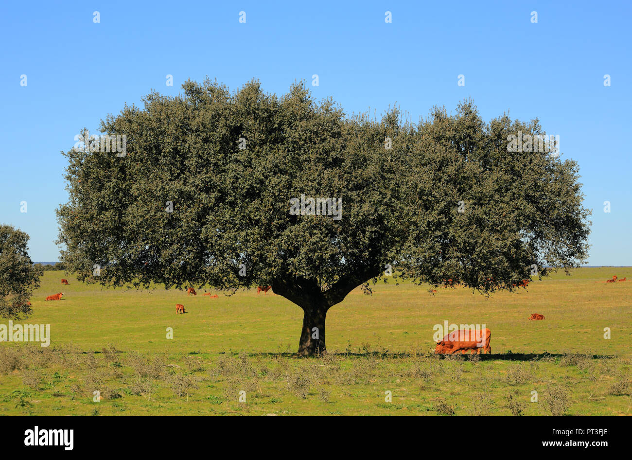 Portogallo Alentejo, Evora. Cork Oak tree - Quercus suber, in un campo con bestiame al pascolo. Foto Stock