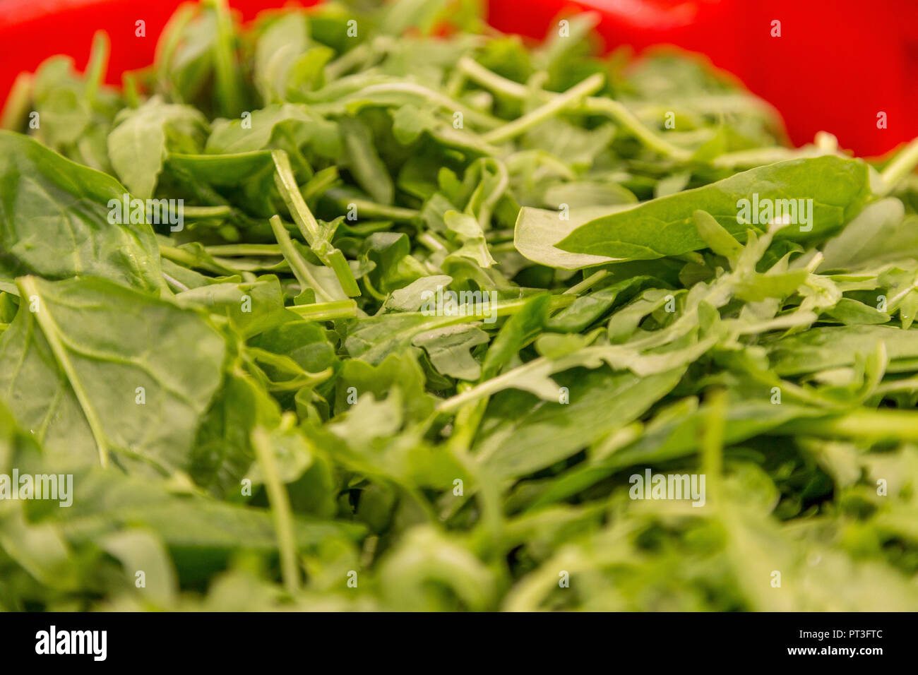 Preparati commerciali di foglie di insalata Foto Stock