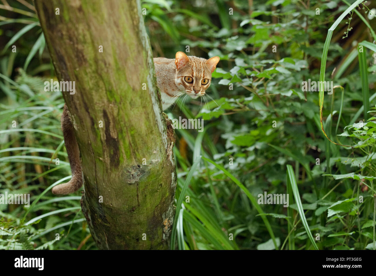 Gatto macchiato di ruggine (Prionailurus rubiginosus), Captive, Port Lympne Wild Animal Park, Kent, Regno Unito Foto Stock