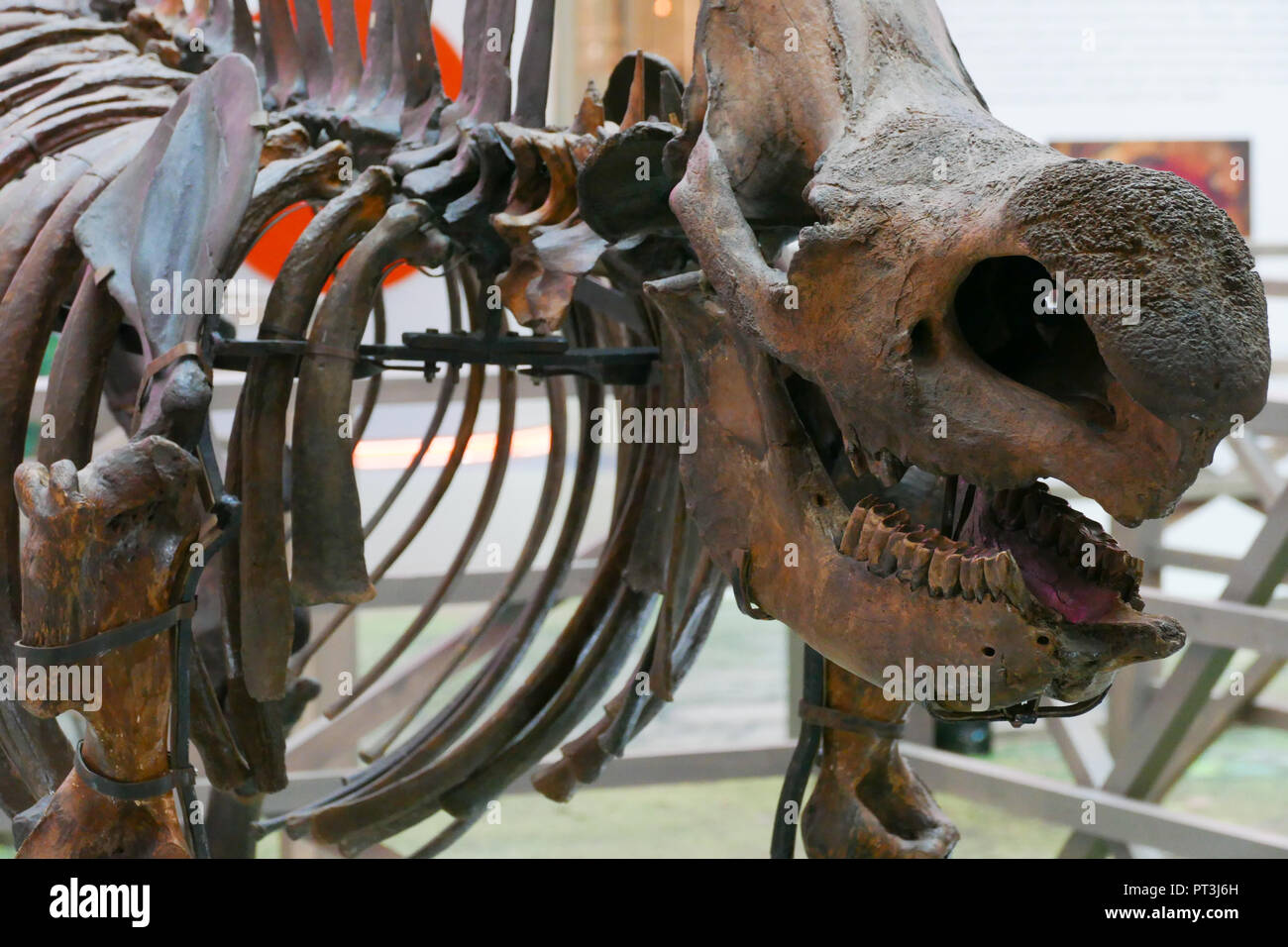Scheletro di rhino mock Foto Stock