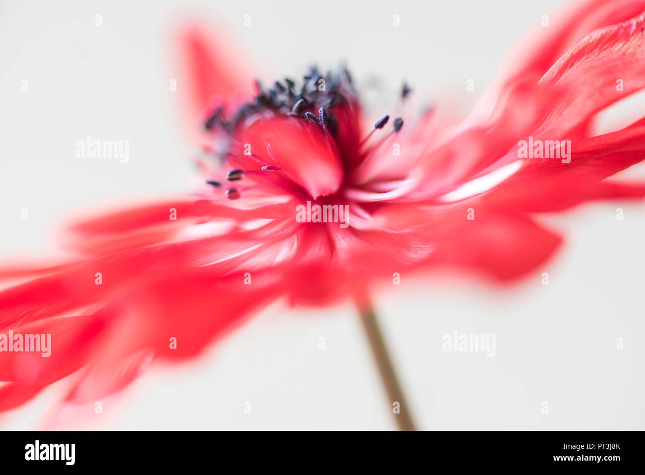 Un singolo soft focus fioritura del fiore di anemone, anemoni de Caen. Foto Stock