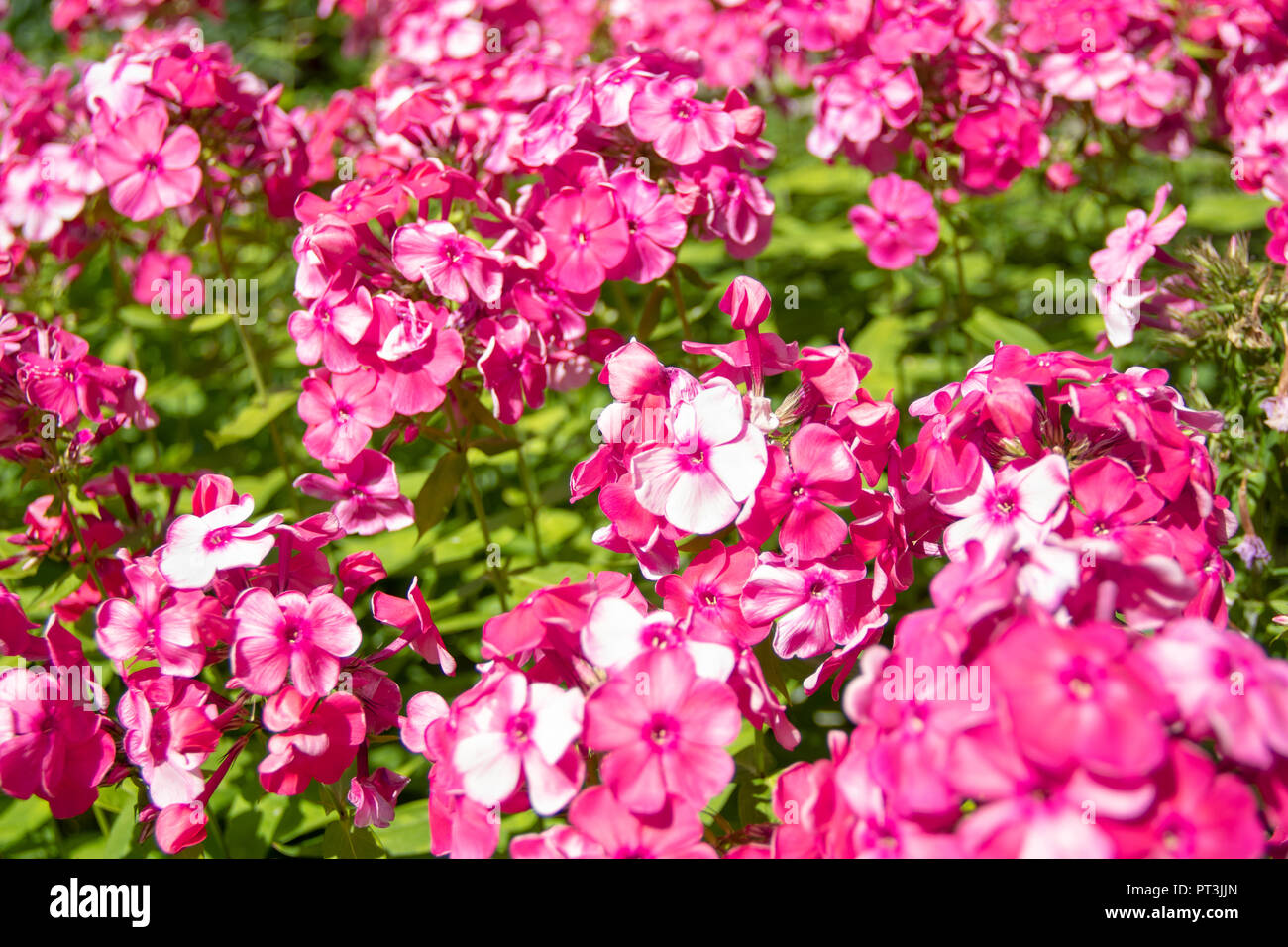 Un sacco di fiori rosa sfondo phloxes Foto Stock