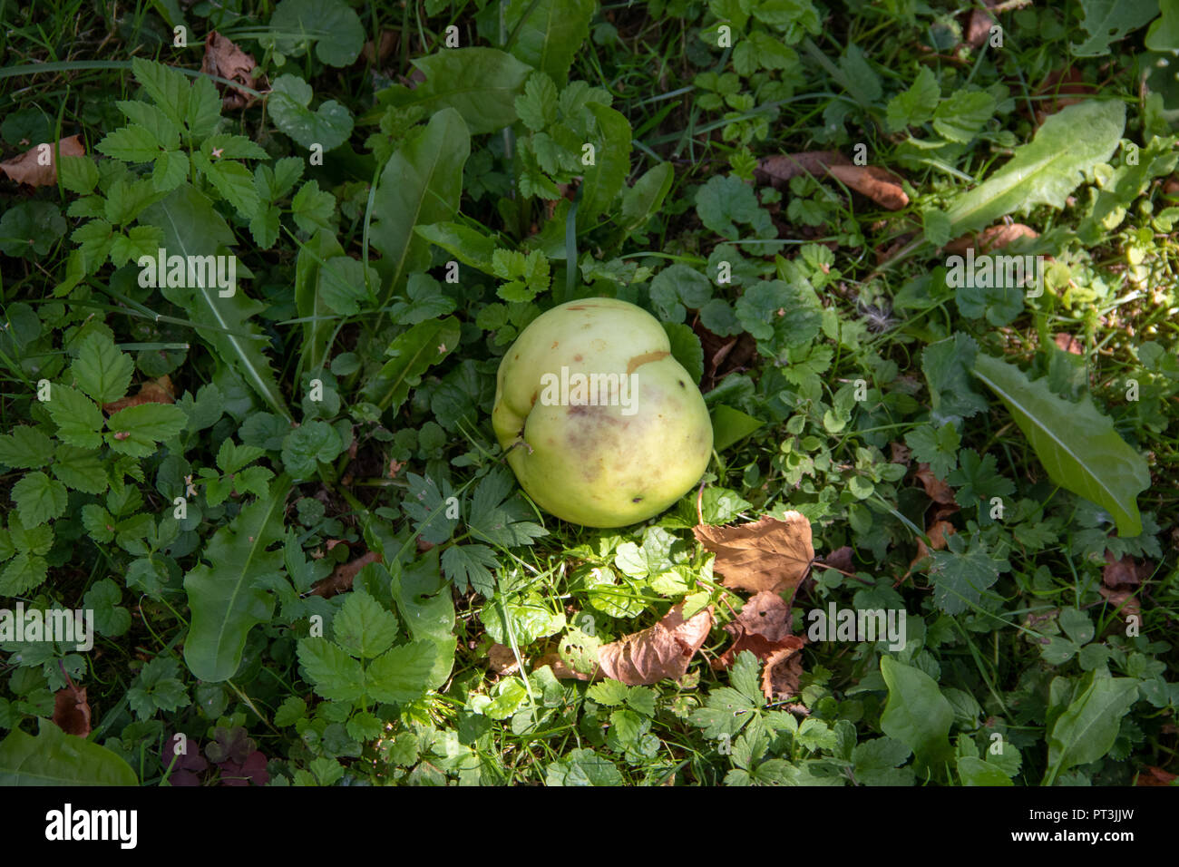 Una mela verde sul terreno in giardino Foto Stock