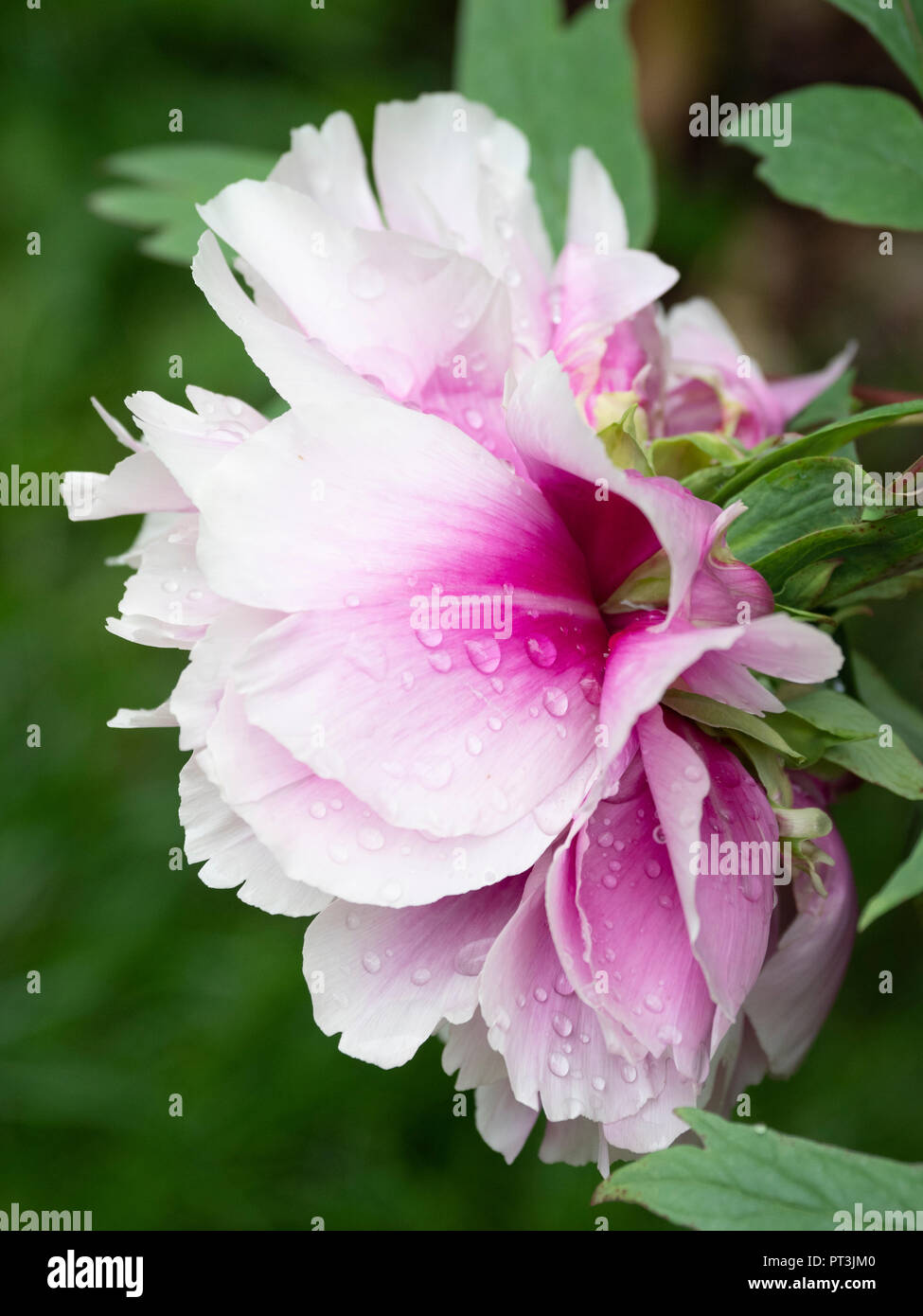 Un unico fiore di peonia orientali che crescono in un giardino. Foto Stock