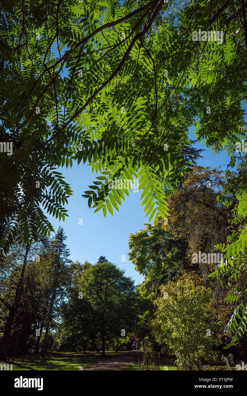 Una luminosa giornata autunnale e un paio di camminare lungo un percorso a Westonbirt Arboretum, Tetbury Gloucestershire, Regno Unito Foto Stock