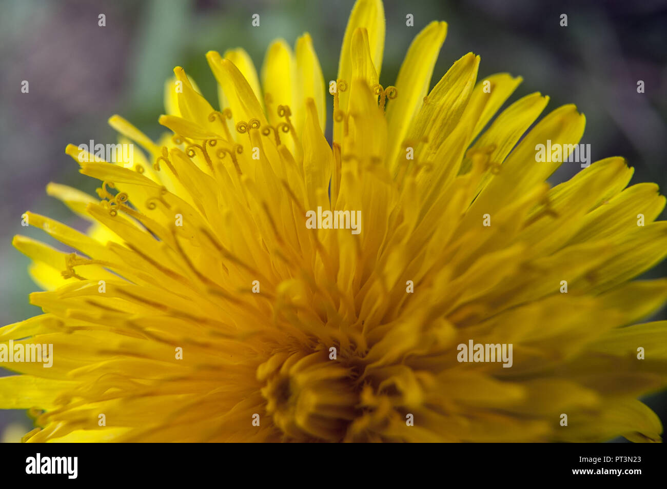 Taraxacum officinale, il comune tarassaco. Macro. Mniszek pospolity. Foto Stock